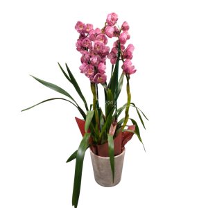 Cymbidium orchidea