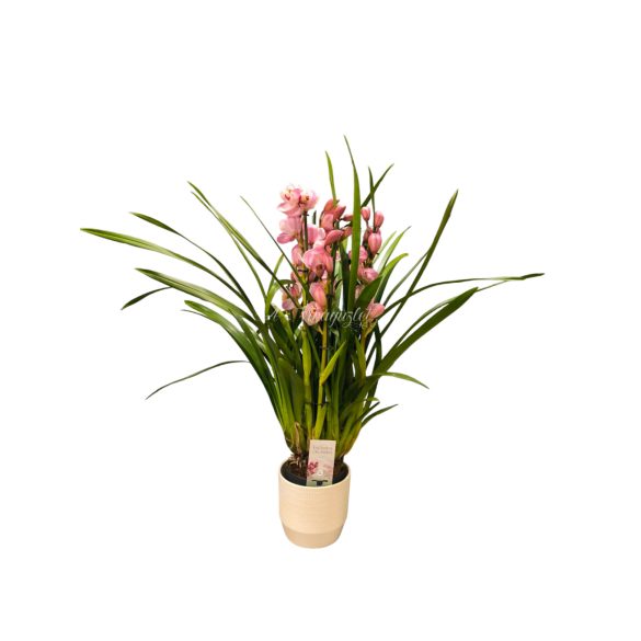 Cymbidium orchidea 5 ágú