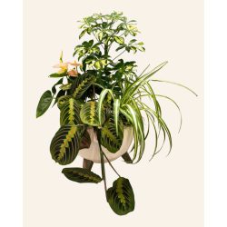 Green plants for indoors