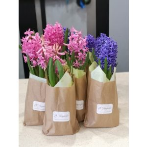 Hyacinth in decorative packaging