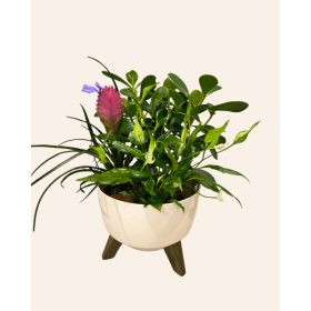 Selection of potted plants