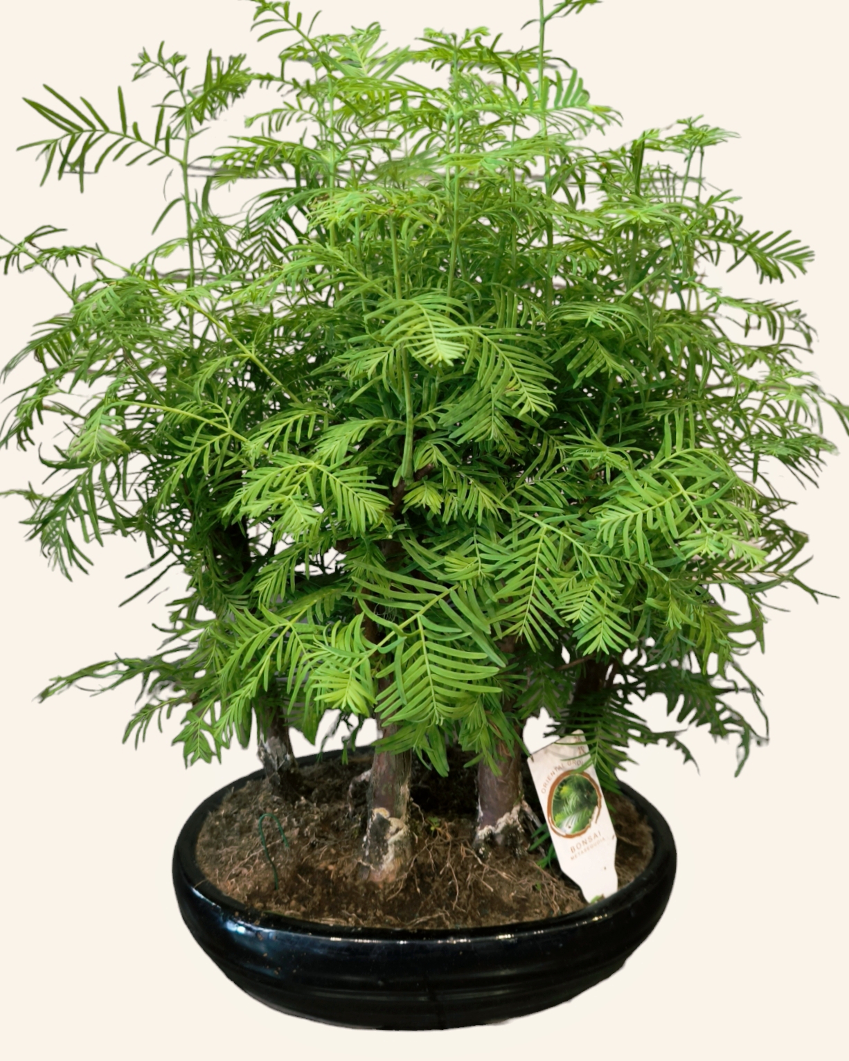Itthon is nagyon kedveltek a bonsaiok, nézzük hogyan kell gondozni a Bonsai Metasequoiat