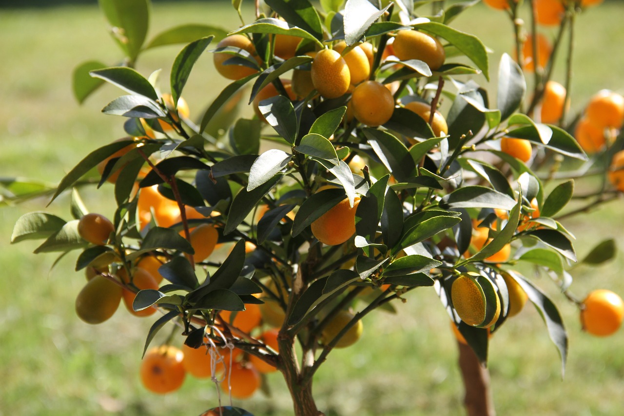 Kumkvat, otthon is tartható mandarinfa